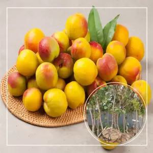 서울농원묘목/심포니 플럼코트 살구나무 (자두+살구) 3년생 결실주 분묘