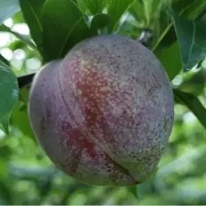 서울농원묘목/왕피자두 자두나무 묘목 접목1년생 상묘 여름과일 수분수