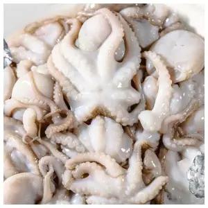 업소용술안주 건강 제철음식 냉동 주꾸미 1kg(18미 내외)