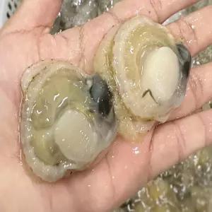 산지 프리미엄 속살 홍가리비 세척 순살 가리비살 500g