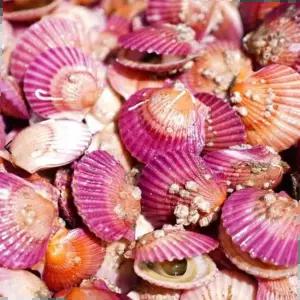 국내산 통영 홍가리비 1kg 40~45미