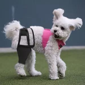 강아지 통깁스 슬개골 고관절 보호대 스트랩 M슬 탈구 보호 관절 쓸개골 보조기