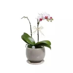 젠틀맨플라워 개업화분 서양란 미니호접란 분홍