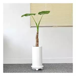 프리미엄알로카시아 오도라 대형 식물 거실 개업 축하 화분