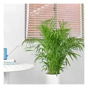 프리미엄대형테이블야자 대형 식물 거실 개업 축하 화분