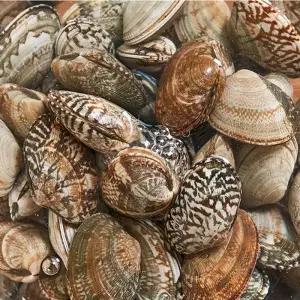 kbhbz 산지직송 당일조업 싱싱한 남해안 제철 활바지락 1kg