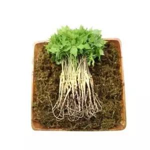 [하프클럽/오티마트]VDG 유황 새싹삼 중 25cm내외 50뿌리