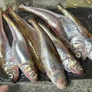 1.5kg 냉동 도루묵