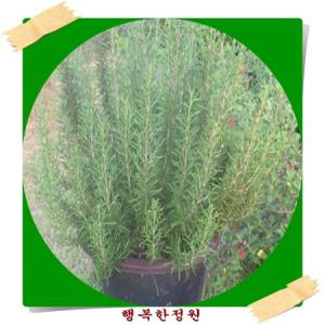 로즈마리/로즈메리/중대형/허브화분/개업/집들이