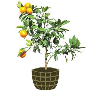 4년생 황금향 묘목 제주도 직발송 집들이 승진선물용