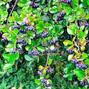 아로니아 나무 묘목 초크베리 1년생