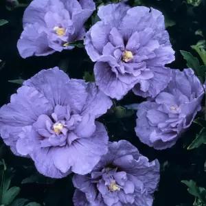 묘목/무궁화  (블루베리스무디)3년생 포트묘 KJ1473