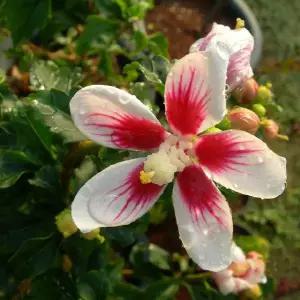 조경수 묘목/무궁화  애기무궁화(아기무궁화)/6년생 (화분 재배묘) KJ872