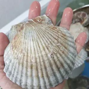 [하프클럽/오티마트]북해도 활 가리비 1kg