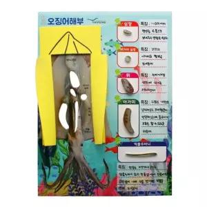 오징어 해부 만들기 5인 세트과학상자 장난감 수업교구 키트 실험 조립