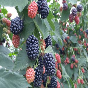 가시없는 복분자(수퍼블랙베리)묘목 1년생 상묘