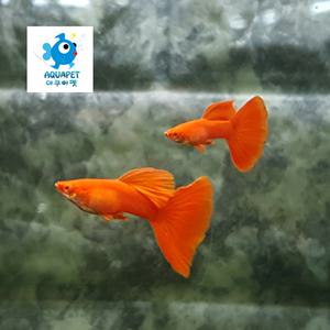알비노 풀레드 구피 1쌍[2마리]