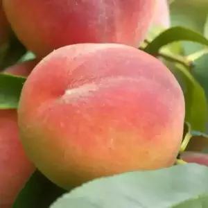 [충북농원] 천중도엑셀라 백도 복숭아나무 묘목 - 1년생/접목묘