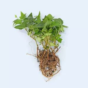 아이비 세척 모종 소형 수경재배식물 키우기쉬운 인테리어 공기정화식물