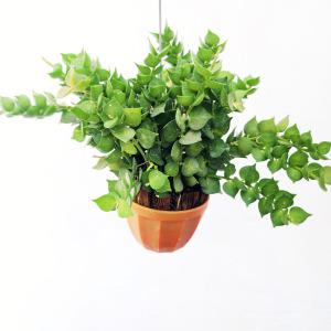 에덴플랜트 디시디아 밀리언하트 미니컵 감성 행잉식물 실내 카페식물 미세먼지제거