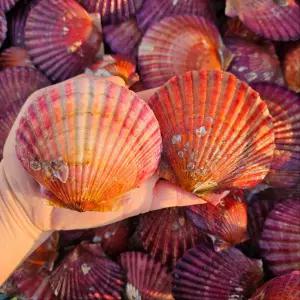 [황제수산]당일조업 프리미엄 고흥 세척 홍가리비 1kg 25미내외