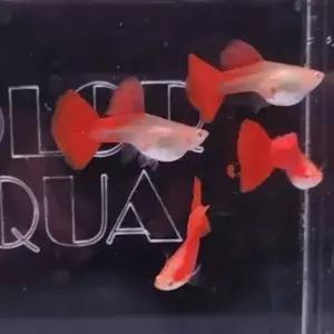 알비노 풀레드 구피 빅도살 A급 한쌍