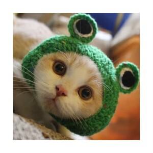 뜨개 왕눈이 고양이모자 강아지모자 개구리 단추형 애니멀캡