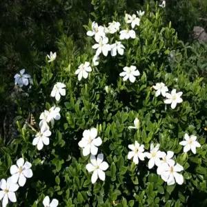 묘목 치자나무(열매치자) _ 수고60CM 포트묘 [2개묶음] 조경수/정원수/K0621