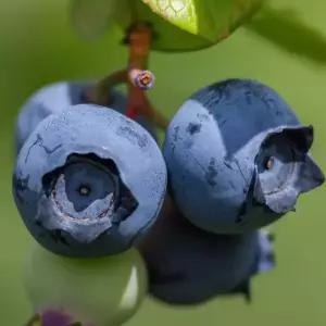 [충북농원] 챈들러 블루베리나무 묘목 - 3~4년생/포트묘