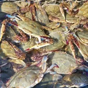 [산지직송_서해 신진도] 팔팔뛰는 서해 활꽃게(암수혼합) 1kg(3~5미)