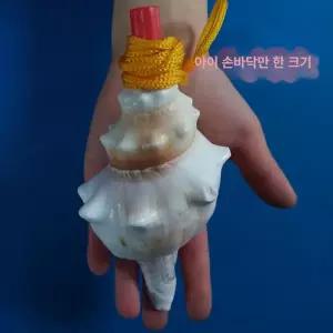 대형 고동 소라 뿔나팔 나각 양각 피리 악기 달팽이 5CM-7CM