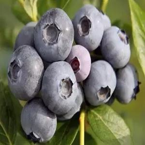 블루베리나무(스파르탄)_삽목3년(포트묘)유실수/정원수/묘목/K0009