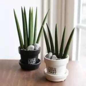 아트박스 러브피어리 미니화분[1+1] 스투키 모던세라믹팟