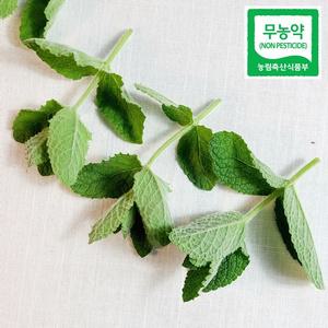 민트잎 친환경 무농약 허브 (음료용) 애플민트생잎 50g