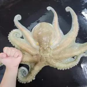 국내산 활 돌문어 특대왕 2kg