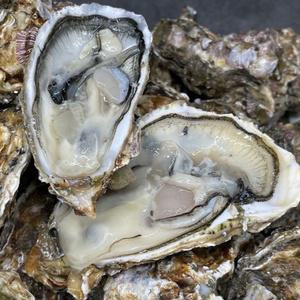 국내산 석화 제철 여수석화 통영굴 석굴 각굴 5kg 10kg