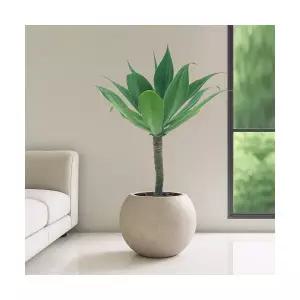 아가베 VIP대형 달항아리 공기정화식물 인테리어식물 승진화분 영전화분