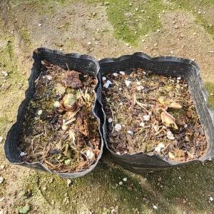 복수초 꽃 모종 2개 가림원예조경