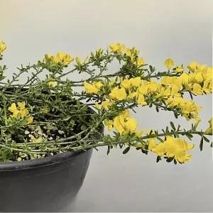 미니골담초 노랑 중품 꽃 나무 정원수 조경식물 관엽식물 울타리 C01