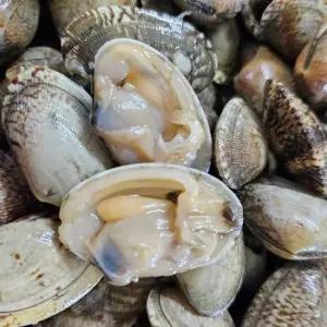 국내산 활 바지락 2kg