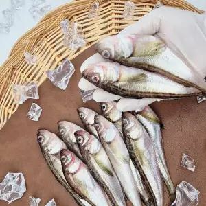 동해안 국내산 생물급냉 제철 도루묵 1kg 20마리 내외