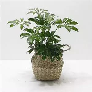 초보 홍콩 야자 쉬운 실내 식물 집들이선물 플랜테리어 사무실 화분