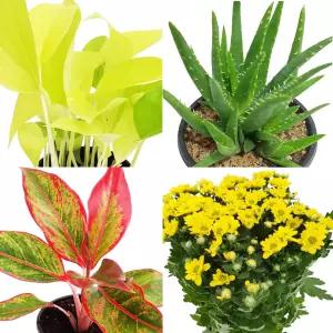 (1800원~)미니화분156종 낱개모음전(공기정화식물 꽃 다육 허브 원예용품 흙 마사토 독일토분 화분)