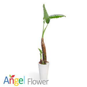 알로카시아 개업화분 당일꽃배달