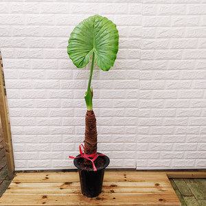 [하늘꽃농원] 알로카시아 대품