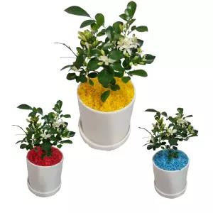 트리앤 빈티지 화이트화분 향이좋은오렌지자스민 꽃x 가벼운화분 공기정화식물 미세먼지제거 칼라스톤