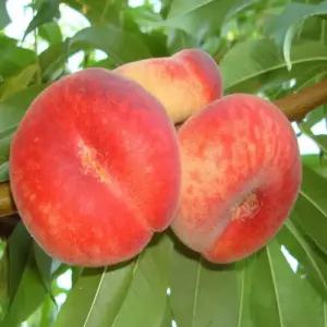 세종식물원 납작털복숭아 묘목 복숭아나무 유실수