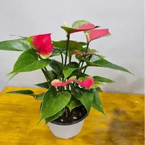 빨간안시리움(저렴하면서 밥도 좋아요 높이 20~30cm 1개