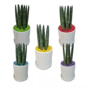 트리앤 스투키20cm7촉 빈티지 화이트화분/ 칼라스톤 가벼운화분 공기정화식물 미세먼지제거 실내화초