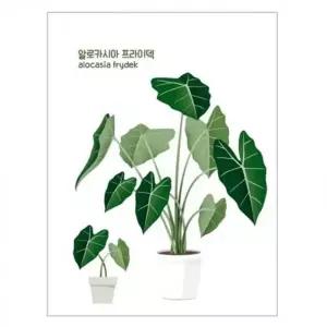 ( )스티커몰 데코스티커 알로카시아 DT 8103 우산꾸미기 이모티콘 DIY 투명 데코스티커 다이어리꾸미기